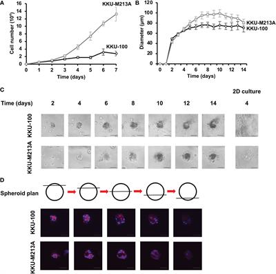 Distinct cholangiocarcinoma cell migration in 2D monolayer and 3D spheroid culture based on galectin-3 expression and localization